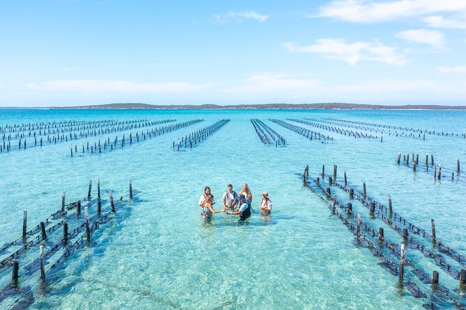 Experience Coffin Bay Oyster Farm and Bay Tour - Twelve Coffin Bay oysters, shucked on the boat