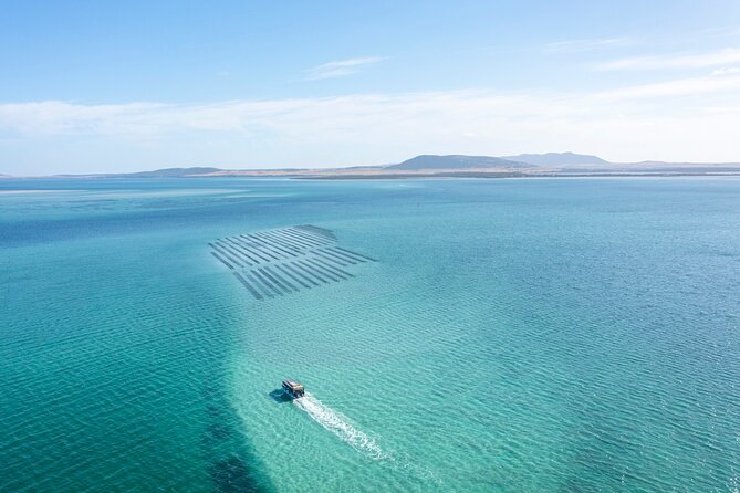 Experience Coffin Bay Oyster Farm and Bay Tour - Brothers Islands for seals and possible dolphins