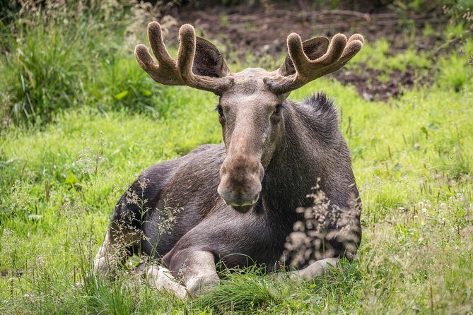 Experience Reindeer Farm and Ranua Wildlife Park in Rovaniemi - Why the Reindeer Farm Comes First