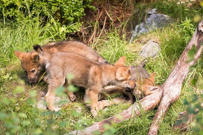 Experience Reindeer Farm and Ranua Wildlife Park in Rovaniemi - Walking Ranua Wildlife Park