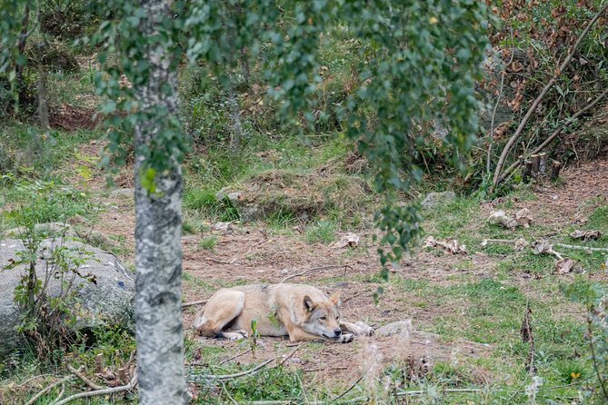 Experience Reindeer Farm and Ranua Wildlife Park in Rovaniemi - Polar Bears, Wolves, and Northern Wildlife