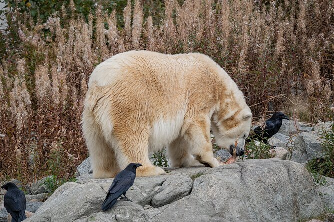 Experience Reindeer Farm and Ranua Wildlife Park in Rovaniemi - Buffet Lunch Before the Wildlife Park