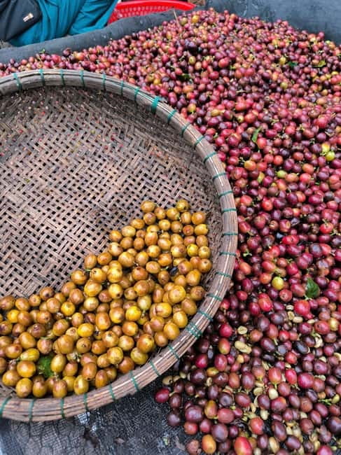 Experience specialty coffee with sustainable coffee farmers - Tasting five coffees from Arabica and Robusta