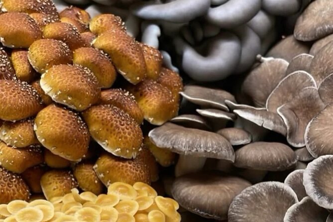 Explore Chicago’s Indoor Mushroom Farm Experience - Key Points to Know Before You Go