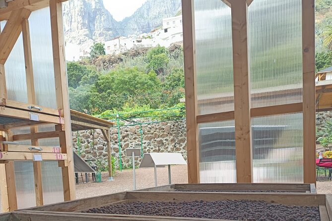 Explore Gran Canaria’s Coffee at Finca Los Castaños - Key points to know before booking