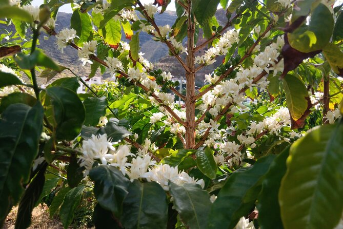 Explore Gran Canaria’s Coffee at Finca Los Castaños - Why a coffee farm visit fits Gran Canaria