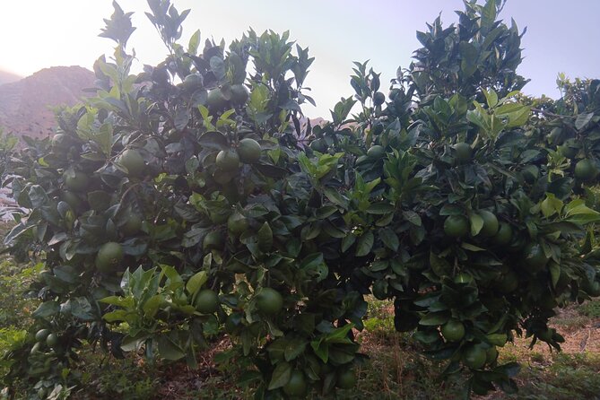 Explore Gran Canaria’s Coffee at Finca Los Castaños - The shop, farm products, and extra spending