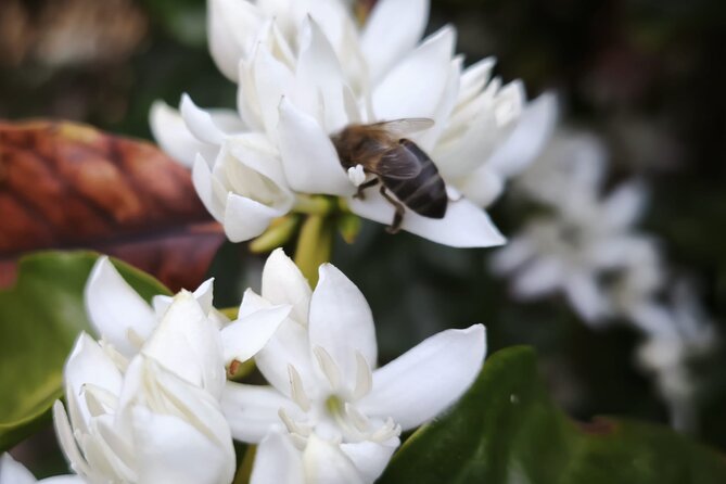 Explore Gran Canaria’s Coffee at Finca Los Castaños - Weather can change the experience