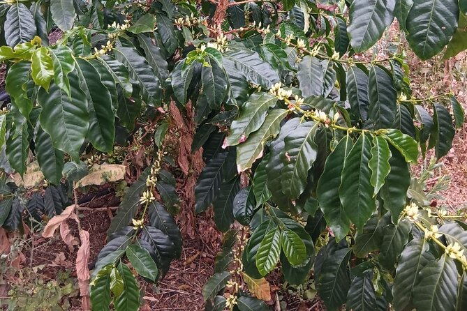 Explore Gran Canaria’s Coffee at Finca Los Castaños - Families, transport, and access