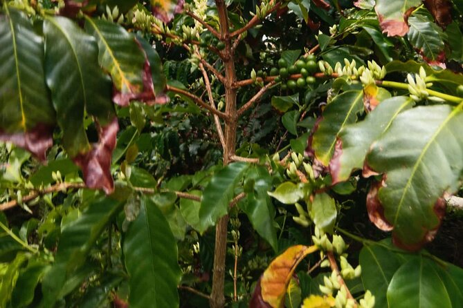 Explore Gran Canaria’s Coffee at Finca Los Castaños - What works best about this small-scale visit