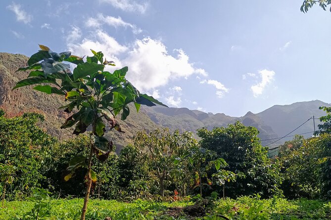 Explore Gran Canaria’s Coffee at Finca Los Castaños - Meeting the guide and understanding the coffee process