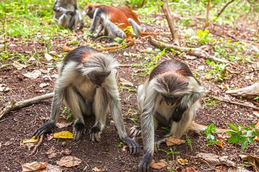 Explore Jozani Forest and Zanzibar Spice Farm - The mangrove boardwalk adds a different view