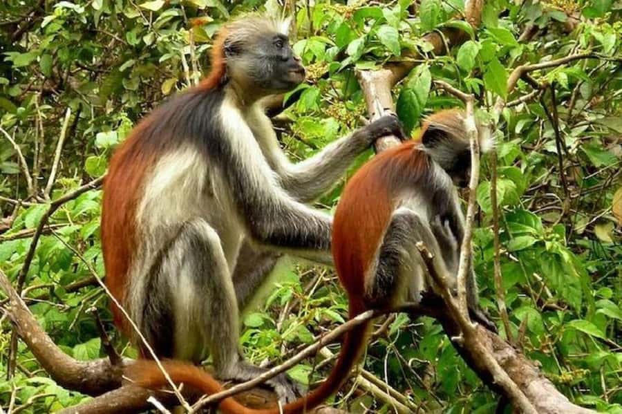 Explore Jozani Forest and Zanzibar Spice Farm - Reaching Jozani Forest for the red colobus