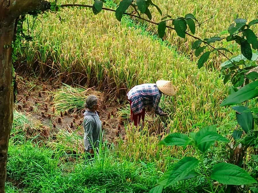 Explore rice terraces munduk & waterfall trekking experience - Why Munduk makes a good change from coastal Bali