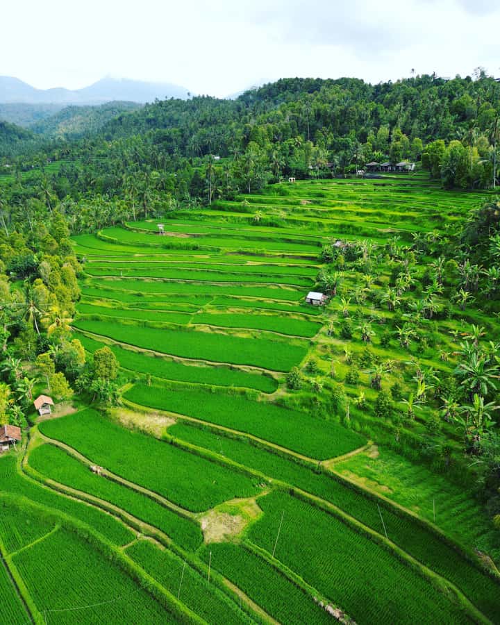 Explore rice terraces munduk & waterfall trekking experience - Walking through Munduk’s rice terraces
