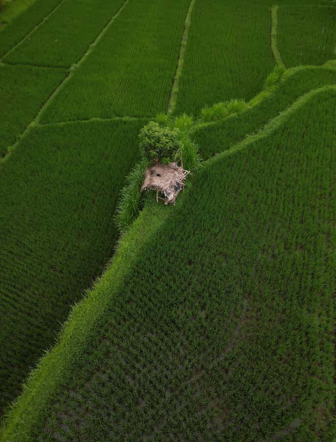 Explore rice terraces munduk & waterfall trekking experience - Five hours, eight hours, and what to confirm