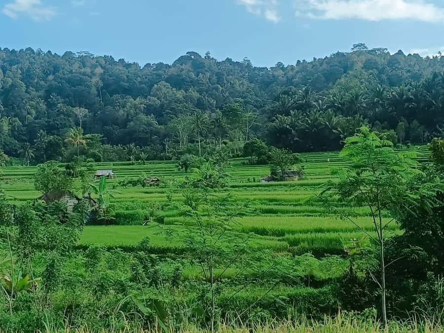 Explore rice terraces munduk & waterfall trekking experience - The pickup from Celukan Bawang Port