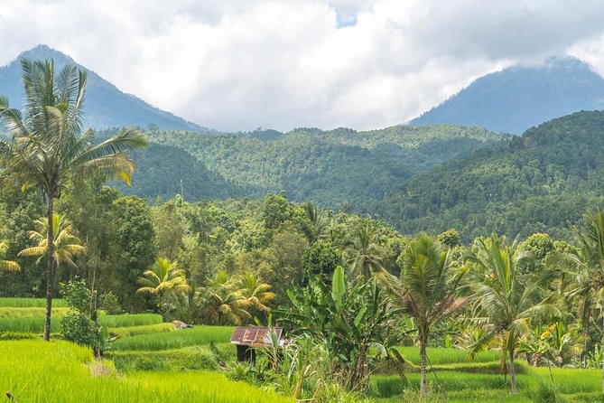 Exploring Munduk Village (Waterfalls, rice terrace, Traditional local house) - Why Munduk makes a good change from southern Bali