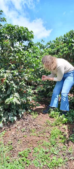 FAIRVIEW COFFEE FARM DAY TOUR - Key points to know before booking