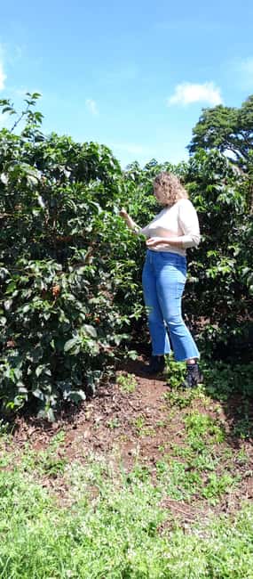 FAIRVIEW COFFEE FARM DAY TOUR - A coffee lesson close to Nairobi