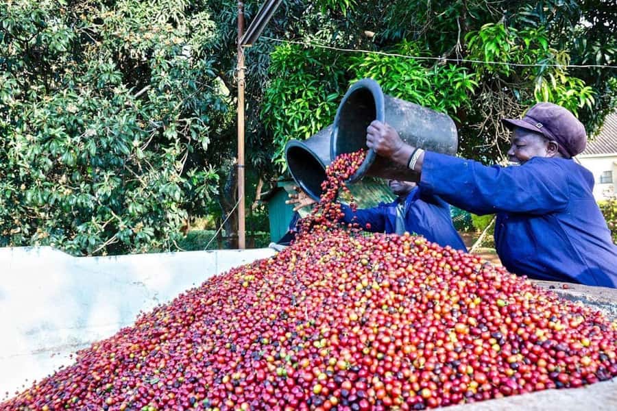 Fairview Coffee Farm Day Tour in Nairobi with Pickup - Entering a Coffee Estate With More Than 100 Years of History