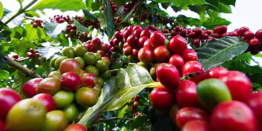 Fairview Coffee Farm Day Tour in Nairobi with Pickup - Inside the Factory, Where Coffee Changes Form