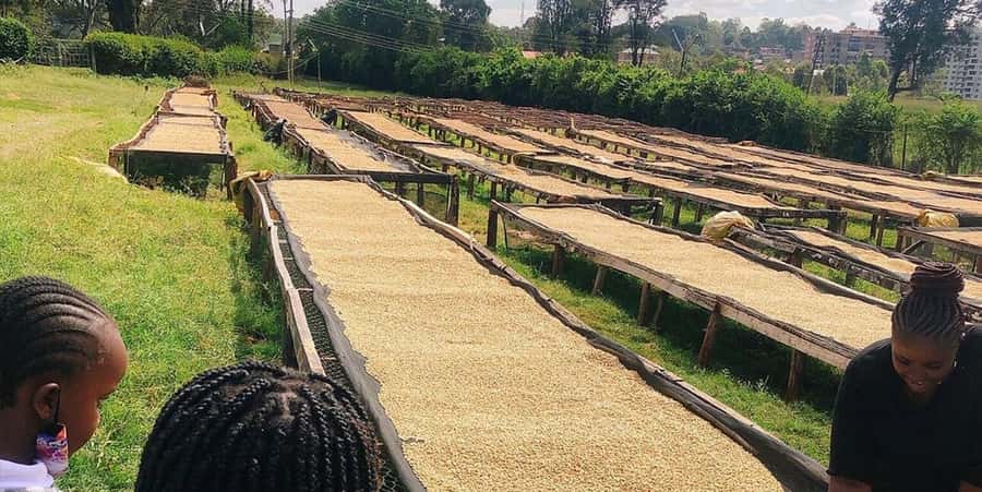 Fairview Coffee Farm Day Tour in Nairobi with Pickup - The Coffee Lab and the Final Cup