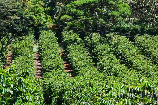 Fairview Estate Coffee Farm Tour With Pick up - Practical details for a smoother visit