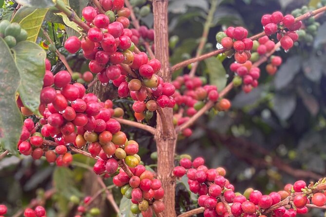 Fairview Estate Coffee Farm Tour With Pick up - How this compares with a standard Nairobi outing