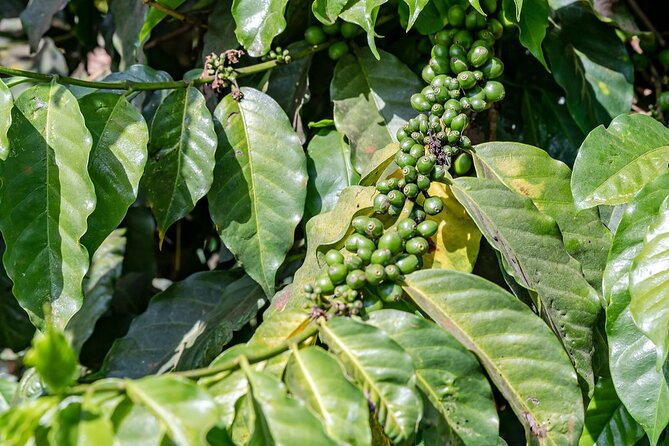 Fairview Estate Coffee Farm Tour With Pick up - Following coffee through production