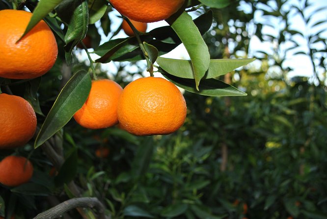 Family Mandarin Farming Tour with Traditional Cooking Lunch - A working farm beside Butrint National Park