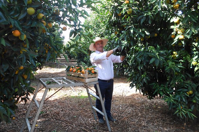 Family Mandarin Farming Tour with Traditional Cooking Lunch - Soraldo and the local farm family