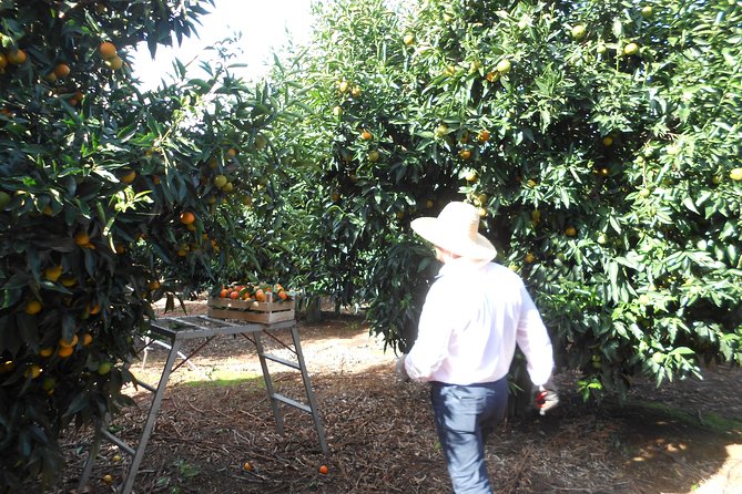 Family Mandarin Farming Tour with Traditional Cooking Lunch - What the $52.98 price includes