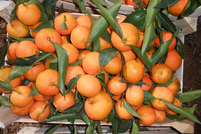 Family Mandarin Farming Tour with Traditional Cooking Lunch - Lunch under the olive tree