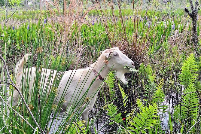 Farm Experience with Ponies, Bunnies, Chickens and Goats - A Small Ranch Visit Rather Than a Big Theme Park Show