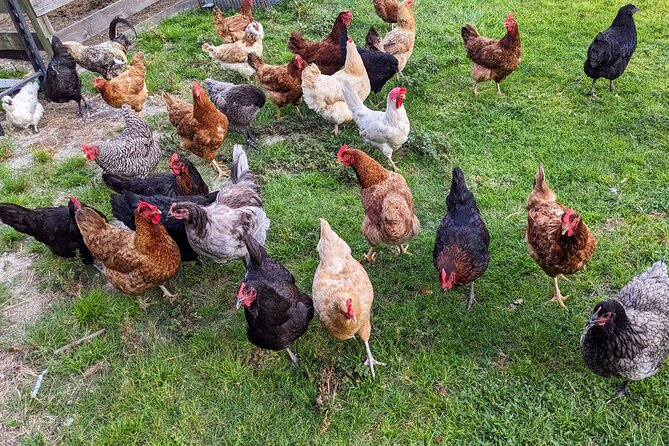 Farm Experience with Ponies, Bunnies, Chickens and Goats - Meeting the Horses at Cheyne Ranch