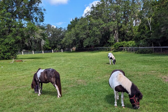 Farm Experience with Ponies, Bunnies, Chickens and Goats - How the 75-Minute Schedule Works
