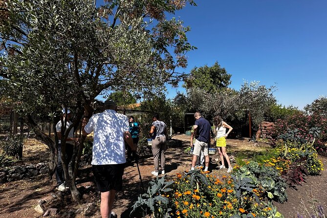 Farm to Table Cooking Experience in San Miguel - Walking the Organic Farm Before Cooking