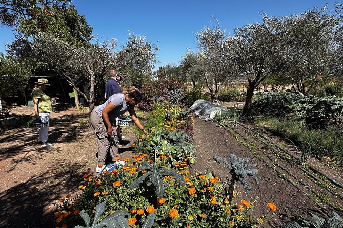 Farm to Table Cooking Experience in San Miguel - A Garden Lunch With Local Drinks