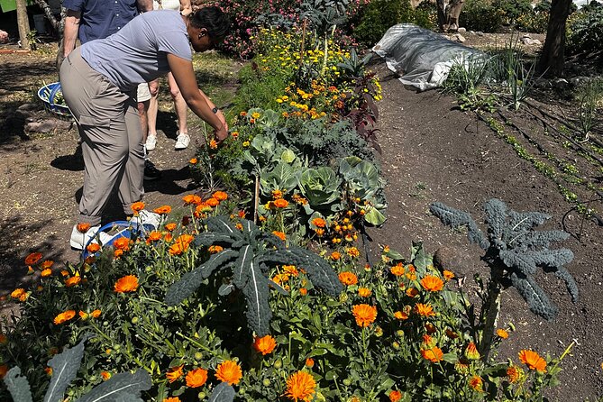 Farm to Table Cooking Experience in San Miguel - Who Will Get the Most From This Experience