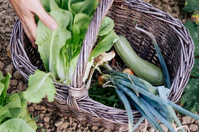 Farm To table Experience on an organic hilltop estate in Tuscany - An infinity pool and free time after lunch