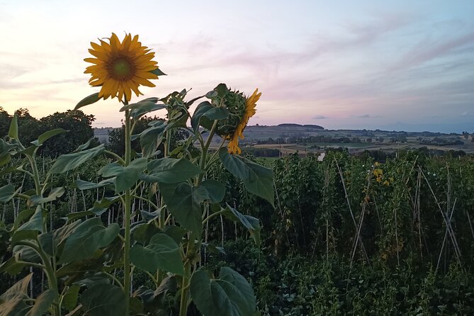 Farm-to-table Food Experience - Is $132.53 a fair price?