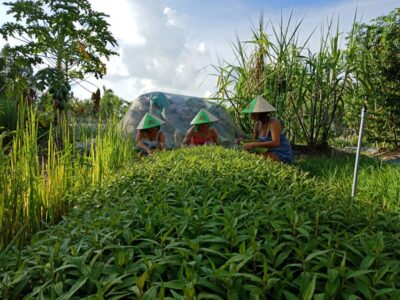 Farm-To-Table Healthy Cooking Class: Half-Day Tour