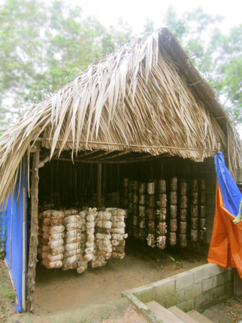 Farm-To-Table Healthy Cooking Class: Half-Day Tour - Rice cultivation and the wider farm