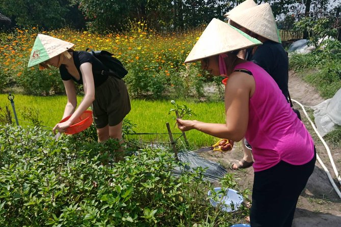 Farm-To-Table Healthy Cooking Class in Ho Chi Minh City - Fruit, hammocks, and a slower pace