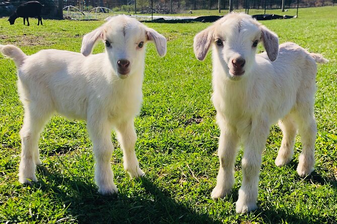 Farm Tour at Clover Brooke Llama/Alpaca/Goat Farm - Key points to know before you book