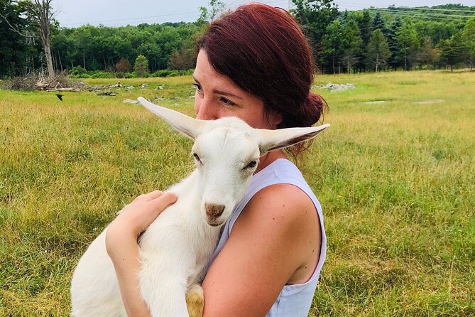 Farm Tour at Clover Brooke Llama/Alpaca/Goat Farm - Meeting llamas, alpacas, sheep, and goats