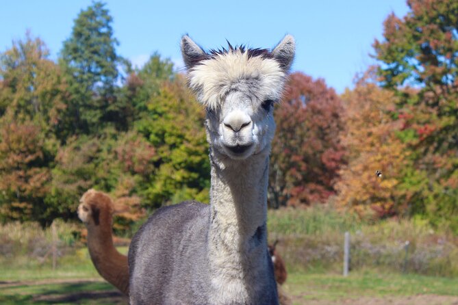 Farm Tour at Clover Brooke Llama/Alpaca/Goat Farm - Why the guide can shape the whole visit
