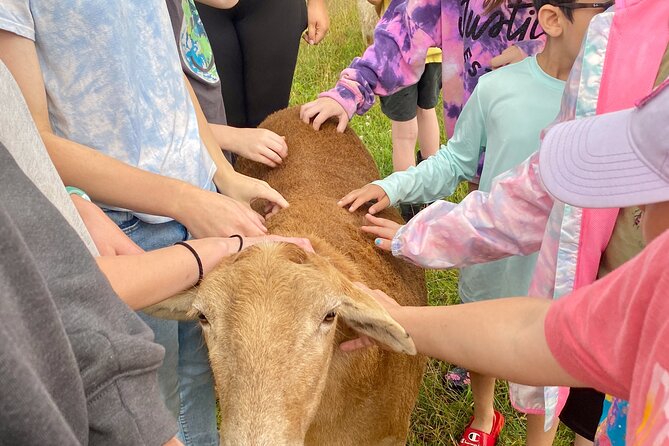 Farm Tour at Clover Brooke Llama/Alpaca/Goat Farm - A better way to approach a farm visit