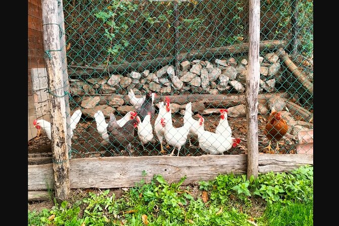 Farm Tour & Cooking Class: Discover the Flavors of Lake Como - A farm-to-table morning near Lake Como